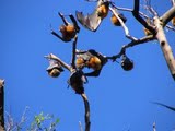 Flying Foxes in Royal Botanic Gardens
