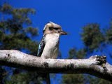 Laughing Kookaburra at Kondalilla Park