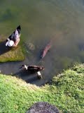 Ducks, turtles and an eel in Sharon's garden