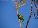 Rainbow Lorikeet at  Athelstane House B&B