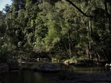 Chasing platypus in Eungella NP