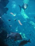 Townsville Aquarium