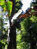 Bananas in rain forest near North Johnstone River