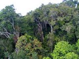 View from Skyrail over the rainforset