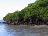Mangrove Wood at Cape Tribulation