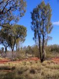 Desert Oaks
